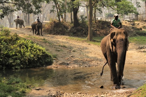 Chitwan's Safari